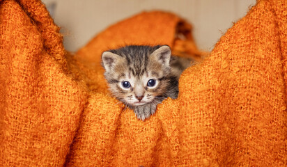 many beautiful british kittens together on a brown background. © ketrin