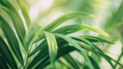 Fototapeta premium Green tropical plant closeup Abstract natural floral background Selective focus macro Flowing lines of leaves : Generative AI