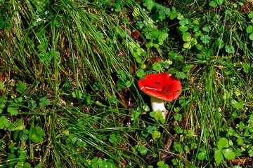 Blocked wild mushrooms on a green meadow