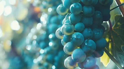 Fotobehang Close up of grapes hanging on branch Hanging grapes Grape farming Grapes farm Tasty green grape bunches hanging on branch Grapes Closeup of a blue grape hanging in a vineyard : Generative AI © Generative AI