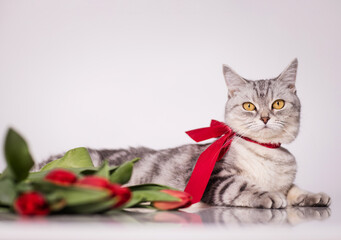 beautiful, gray British cat with a bow on her neck and red tulips in a home environment.
