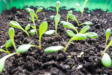 Seedlings of flowers and vegetables in nutritious soil. Close-up. Macro photography. Selective...