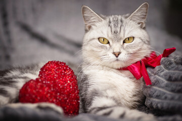 beautiful, gray British cat with a bow on her neck and a red heart in a home environment.