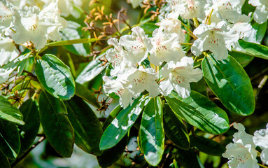 White rhododendron blooms in the Botanical garden
