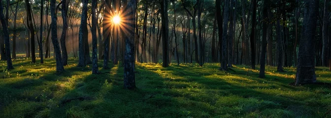 Foto op Plexiglas Enchanting forest sunlight piercing through trees at dawn © volga