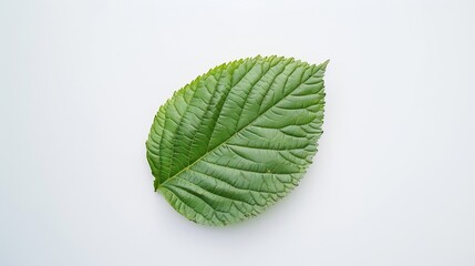 topical green leaf on white background flat lay top view : Generative AI