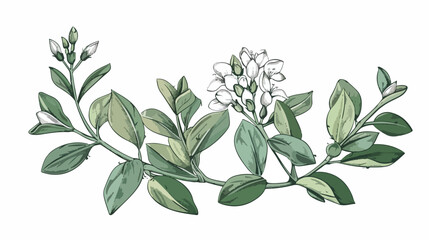 Pretty botanical drawing of blooming licorice plant white - obrazy, fototapety, plakaty