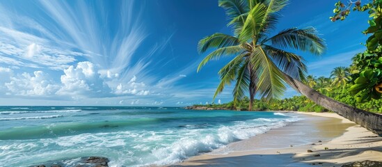 Palm tree and tropical shoreline