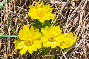 Yellow flowers of Adonis vernalis, pheasant's eye in a spring meadow. - obrazy, fototapety, plakaty