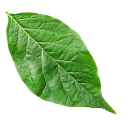Green leaf on transparency background PNG

