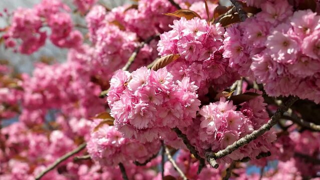 cherry blossom close-up