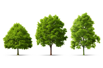 Big set of 3D Green Trees Isolated on white background