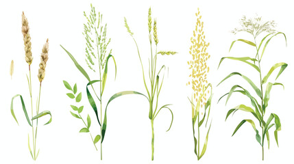 Naklejka premium Set of Four cereal plants. Crops of barley rye corn background