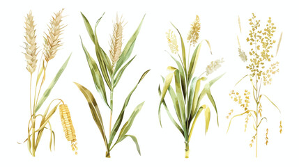 Obraz premium Set of Four cereal plants. Crops of barley rye corn background
