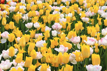 Yellow and White Tulips Close Up at the Keukenhof Flower Garden, Netherlands