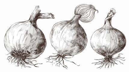 Set of Four elegant detailed drawings of onion bulbs.