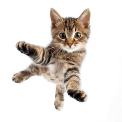 jumping cat over on transparency background PNG