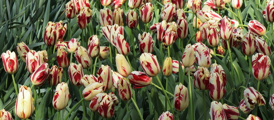 Grand Perfection Tulips Close Up at the Keukenhof Flower Garden, Netherlands
