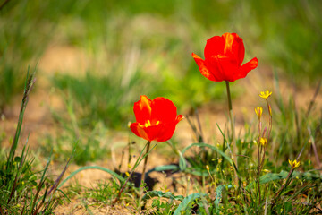 Obraz premium Wild Red Data Book tulips Greig in the fields of Kazakhstan. Spring flowers under the rays of sunlight. Beautiful landscape of nature. Hi spring. Beautiful flowers on a green meadow.