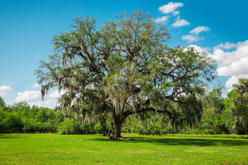 Old single life oak trees with hanging spanish moss, southern living