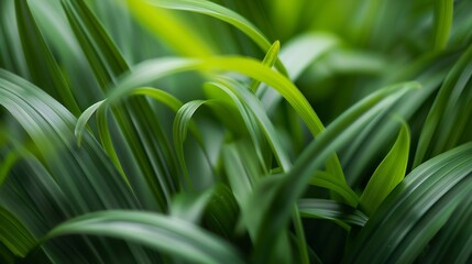 Obraz premium Green tropical plant closeup Abstract natural floral background Selective focus macro Flowing lines of leaves : Generative AI