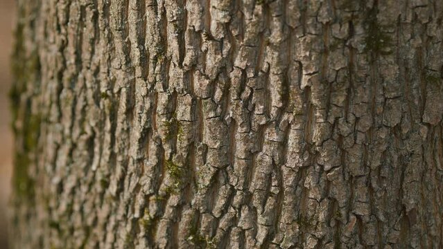 Bark Of A Tree With Moss Growing On It. Green Moss In Forest On Trunk Of A Tree.