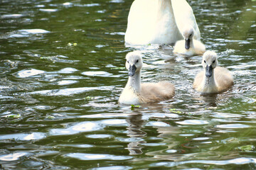 Mute swan family with swan grey chicks. Large white bird. Elegant animal
