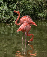 Pink flamingo in an amusement park in Vietnam