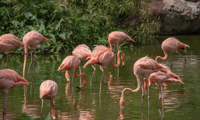 Pink flamingo in an amusement park in Vietnam