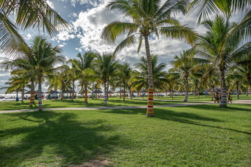 Palm tree with large leaves in a tropical country against a blue sky