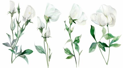 watercolor illustration of a sprig of white sweet pea flowers on a white background, summer botanical drawing for wedding invitations or cards, print - obrazy, fototapety, plakaty