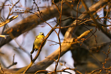 Blue tit on a branch in a tree at sunset. Bird species finch. Colorful bird