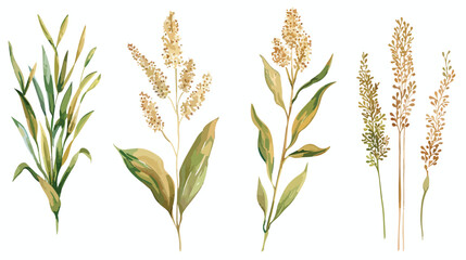Set of Four quinoa flowering plants or inflorescences - obrazy, fototapety, plakaty