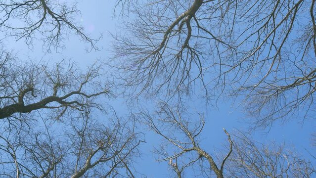 Low Angle View Of Bare Trees Against Sky. Three Bare Trees Standing Silhouetted Against A Clear Blue Sky. Winter Landscape Of Bare Tree Silhouetted Against Blue Sky.