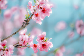 pink cherry blossom nature background. - 789041823