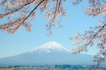 Mount Fuji in springtime with cherry tree in full bloom,at Lake kawaguchiko in japan. - 789041871