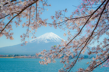 Mount Fuji in springtime with cherry tree in full bloom,at Lake kawaguchiko in japan. - 789042057