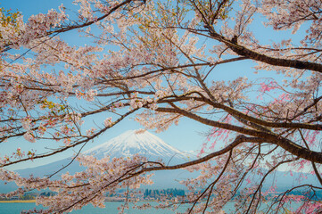 Mount Fuji in springtime with cherry tree in full bloom,at Lake kawaguchiko in japan. - 789042295