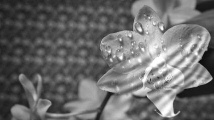 Orchid with dewdrops and stripes of light, on the petals in black and white. Orchid