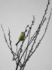Blue tit on a branch of a tree colorful, with black and white surroundings.