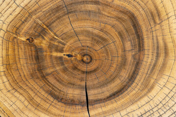 a beautiful cut of a walnut tree processed for decoration and use