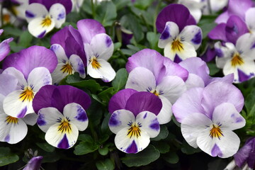 Violette Hornveilchen in einem Beet - 789043439