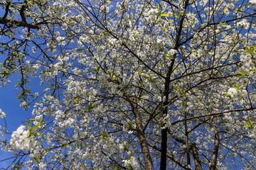 cherry blossoms in the orchard