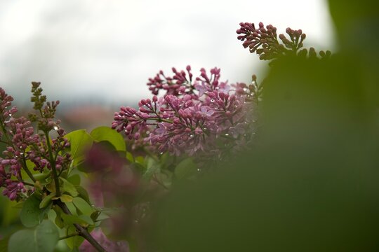 Blooming lilac after the rain.
Spring flowers blooming