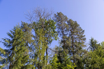 mixed forest with green foliage on trees in clear weather