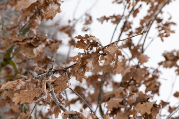 old foliage on an oak tree in winter