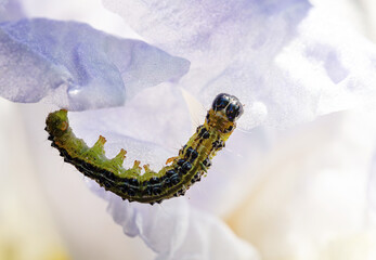 butterfly larva on iris flower close up