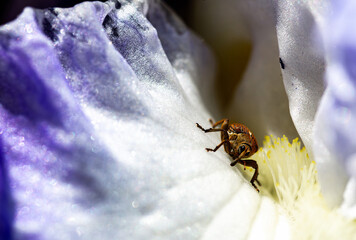 close up of beetle over iris petal