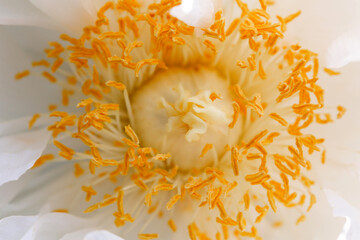 macro of white peony flower