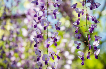 luxuriant wisteria flowers background in outdoors